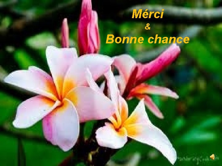 Mérci & Bonne chance 