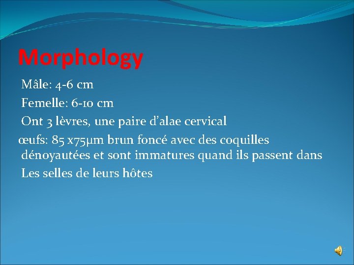 Morphology Mâle: 4 -6 cm Femelle: 6 -10 cm Ont 3 lèvres, une paire