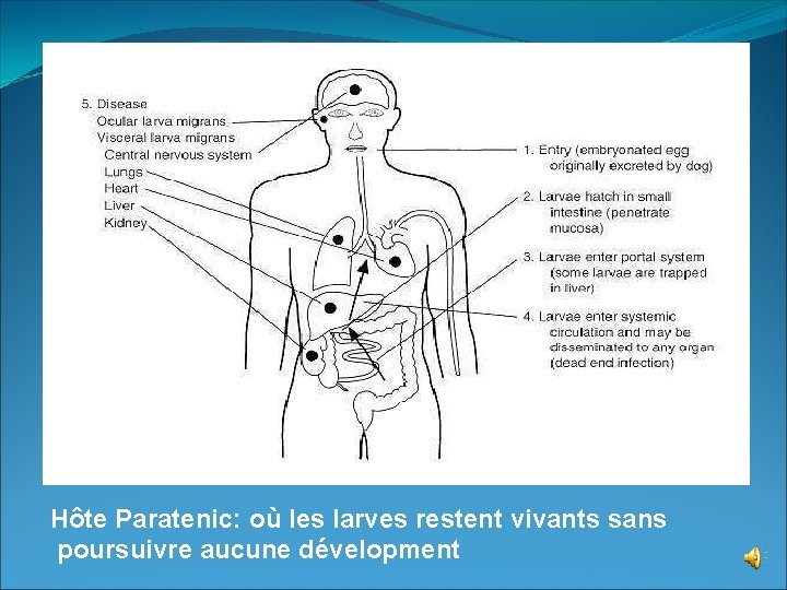 OU 0 Hôte Paratenic: où les larves restent vivants sans poursuivre aucune dévelopment 