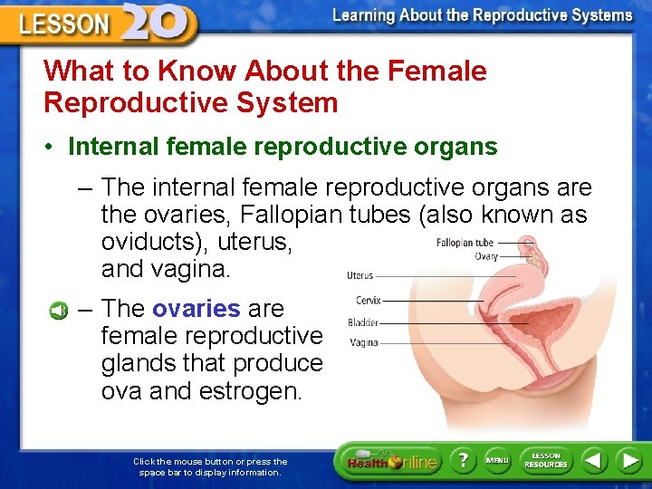What to Know About the Female Reproductive System • Internal female reproductive organs –
