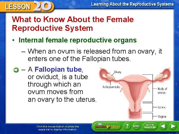 What to Know About the Female Reproductive System • Internal female reproductive organs –