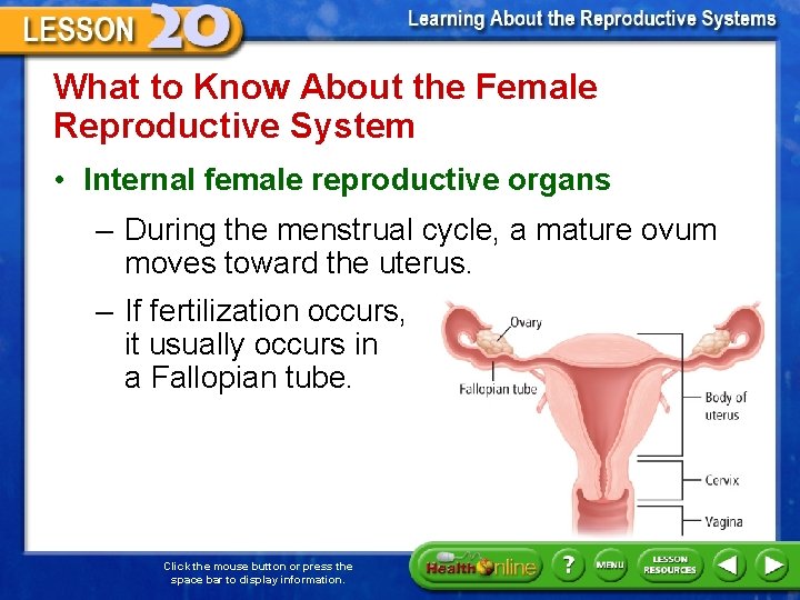 What to Know About the Female Reproductive System • Internal female reproductive organs –