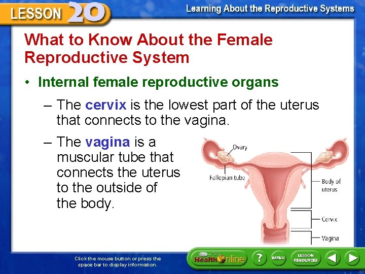 What to Know About the Female Reproductive System • Internal female reproductive organs –