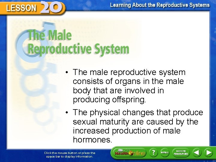 The Male Reproductive System • The male reproductive system consists of organs in the