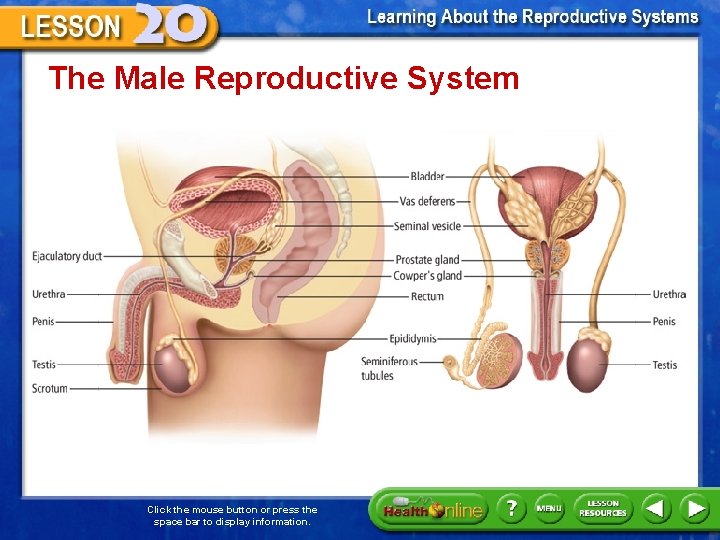 The Male Reproductive System Click the mouse button or press the space bar to
