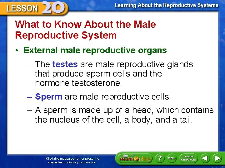 What to Know About the Male Reproductive System • External male reproductive organs –