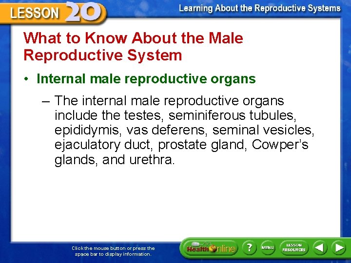 What to Know About the Male Reproductive System • Internal male reproductive organs –