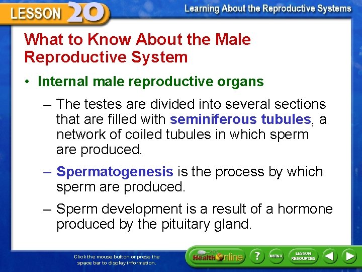 What to Know About the Male Reproductive System • Internal male reproductive organs –