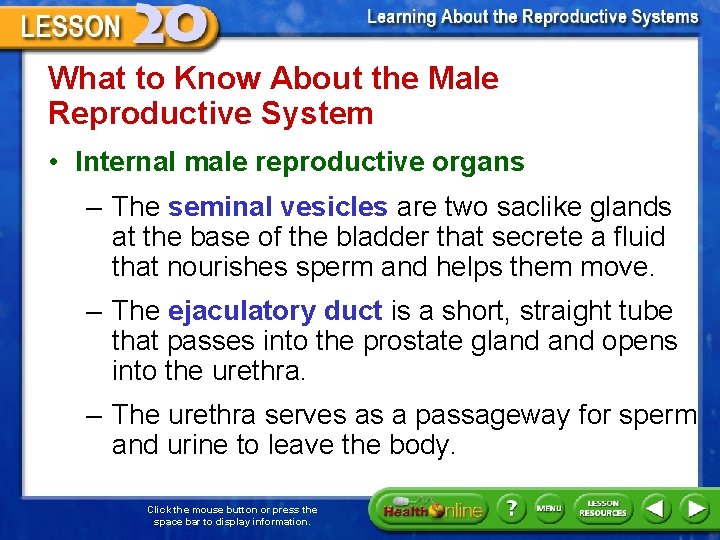 What to Know About the Male Reproductive System • Internal male reproductive organs –