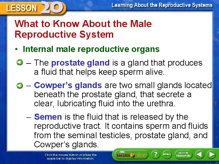 What to Know About the Male Reproductive System • Internal male reproductive organs –