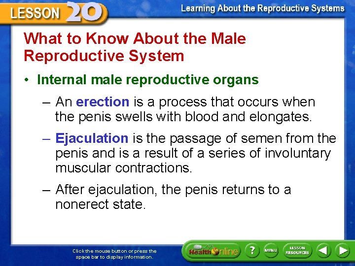 What to Know About the Male Reproductive System • Internal male reproductive organs –