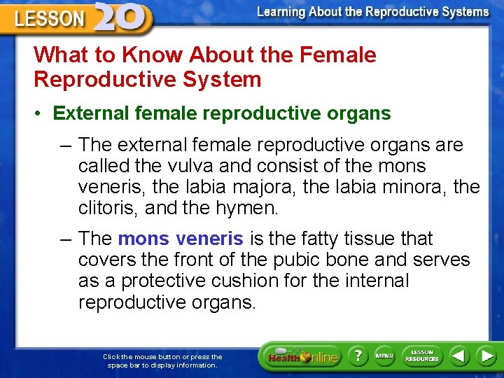 What to Know About the Female Reproductive System • External female reproductive organs –