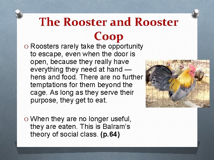 The Rooster and Rooster Coop O Roosters rarely take the opportunity to escape, even