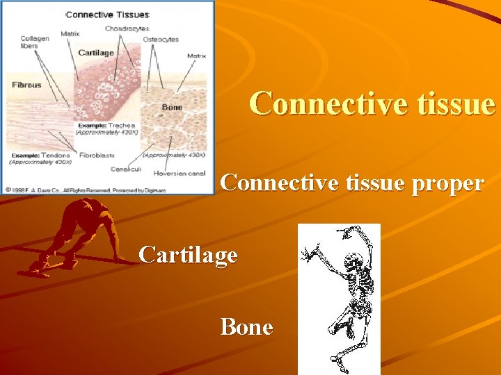 Connective tissue proper Cartilage Bone 