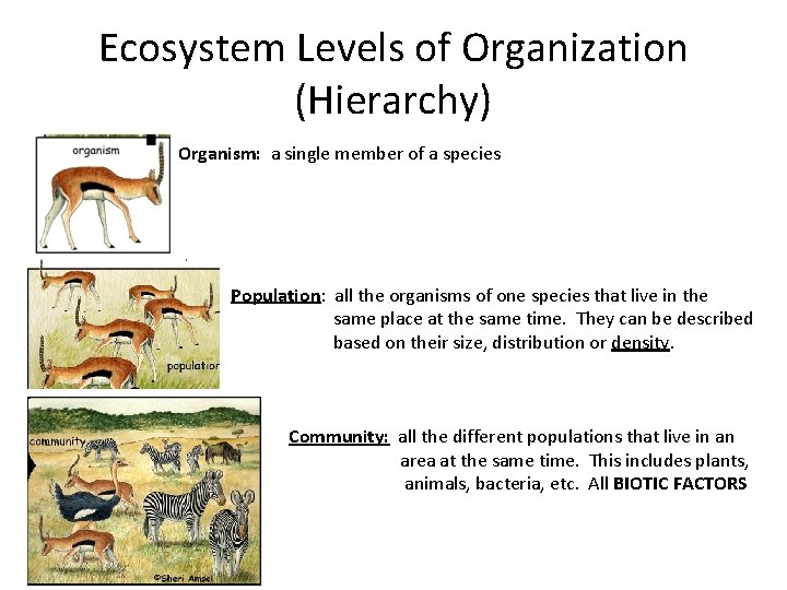 Ecosystem Levels of Organization (Hierarchy) Organism: a single member of a species Population: all