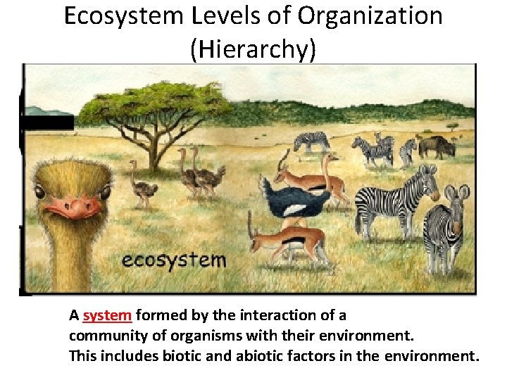 Ecosystem Levels of Organization (Hierarchy) A system formed by the interaction of a community