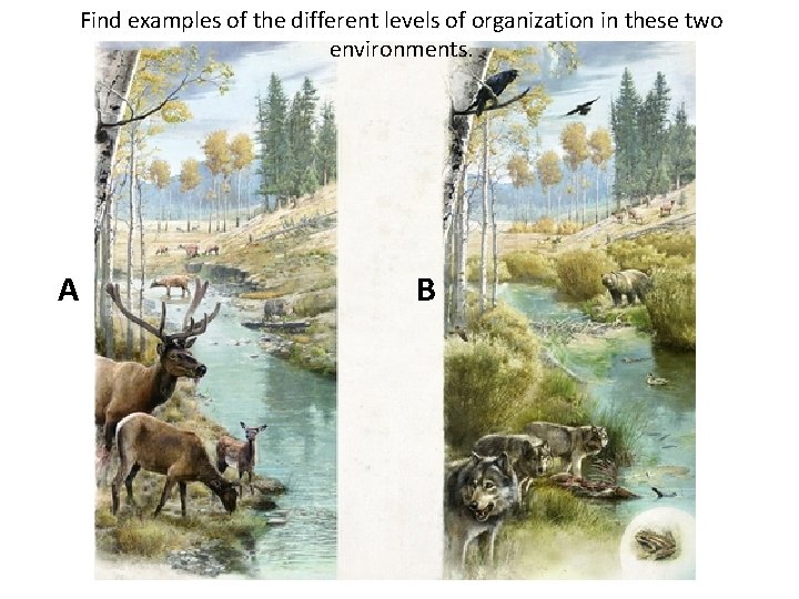 Find examples of the different levels of organization in these two environments. A B
