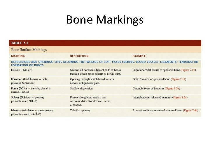 Bone Markings 