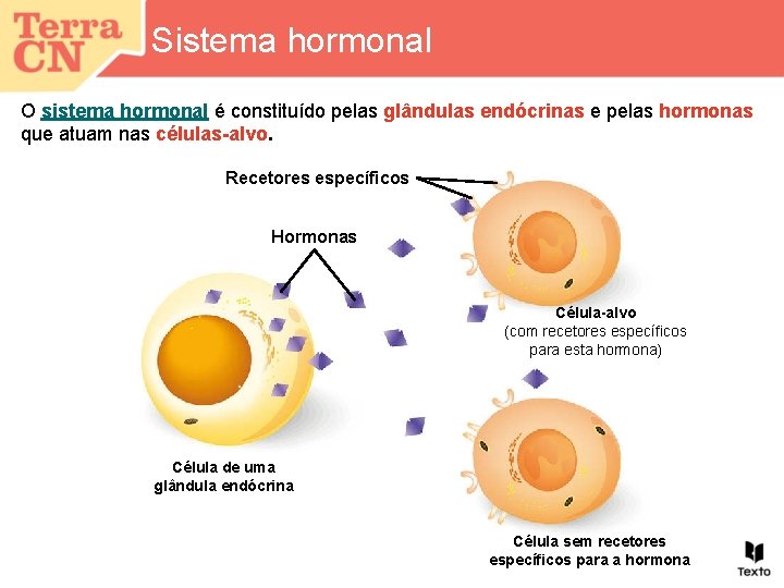 Sistema hormonal O sistema hormonal é constituído pelas glândulas endócrinas e pelas hormonas que