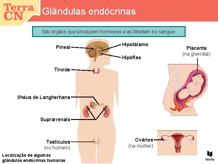 Glândulas endócrinas São órgãos que produzem hormonas e as libertam no sangue. Pineal Hipotálamo