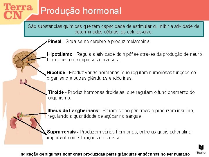 Produção hormonal São substâncias químicas que têm capacidade de estimular ou inibir a atividade