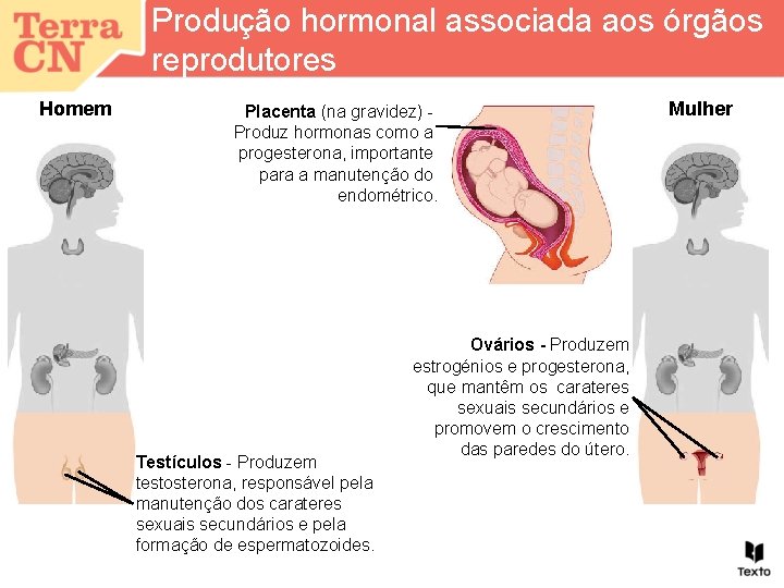 Produção hormonal associada aos órgãos reprodutores Homem Placenta (na gravidez) Produz hormonas como a