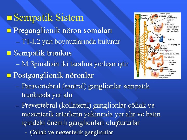 n Sempatik Sistem n Preganglionik nöron somaları – T 1 -L 2 yan boynuzlarında