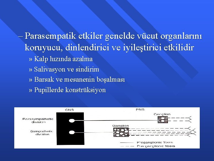 – Parasempatik etkiler genelde vücut organlarını koruyucu, dinlendirici ve iyileştirici etkilidir » Kalp hızında