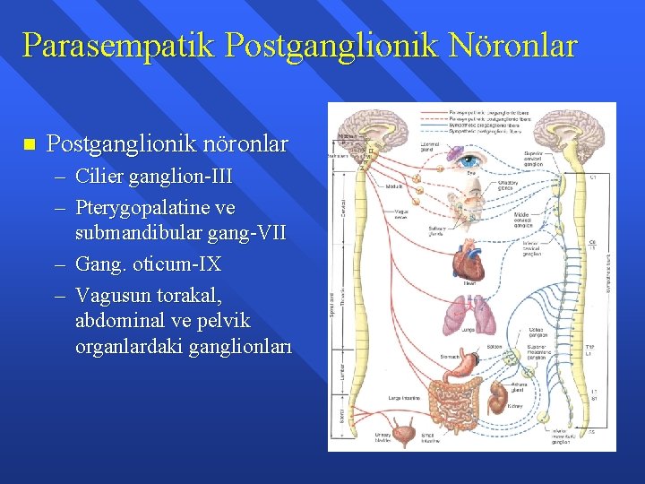 Parasempatik Postganglionik Nöronlar n Postganglionik nöronlar – Cilier ganglion-III – Pterygopalatine ve submandibular gang-VII