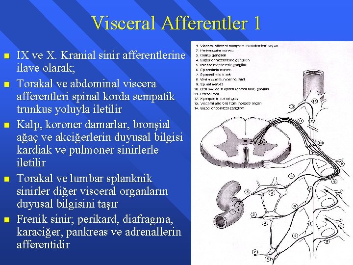 Visceral Afferentler 1 n n n IX ve X. Kranial sinir afferentlerine ilave olarak;