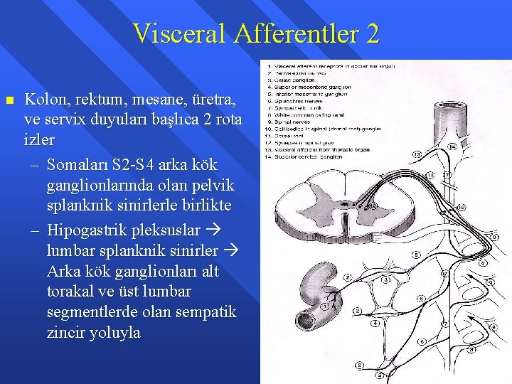 Visceral Afferentler 2 n Kolon, rektum, mesane, üretra, ve servix duyuları başlıca 2 rota