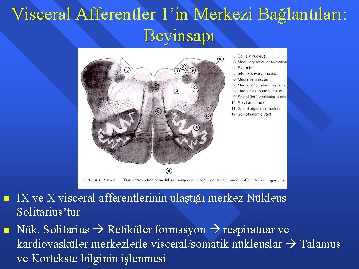 Visceral Afferentler 1’in Merkezi Bağlantıları: Beyinsapı n n IX ve X visceral afferentlerinin ulaştığı