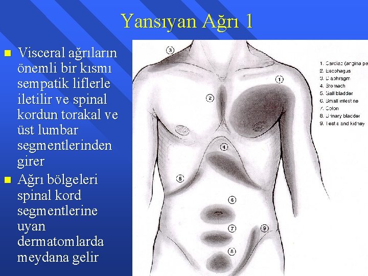 Yansıyan Ağrı 1 n n Visceral ağrıların önemli bir kısmı sempatik liflerle iletilir ve