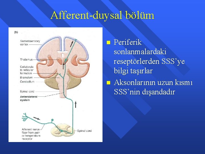 Afferent-duysal bölüm n n Periferik sonlanmalardaki reseptörlerden SSS’ye bilgi taşırlar Aksonlarının uzun kısmı SSS’nin