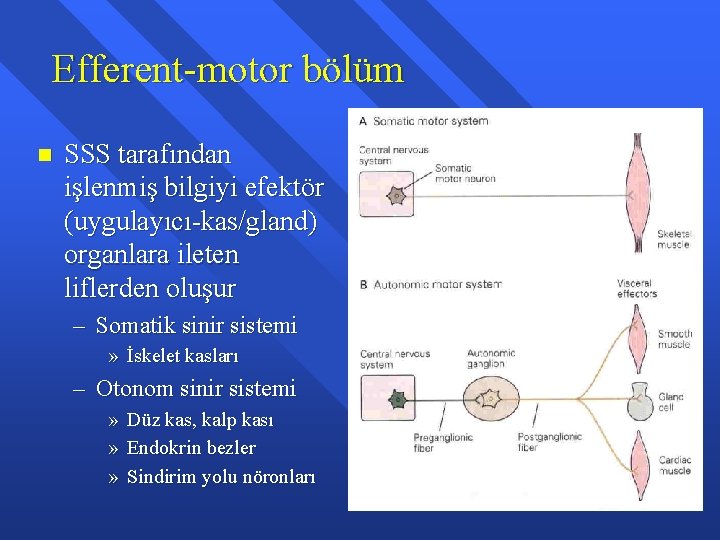 Efferent-motor bölüm n SSS tarafından işlenmiş bilgiyi efektör (uygulayıcı-kas/gland) organlara ileten liflerden oluşur –
