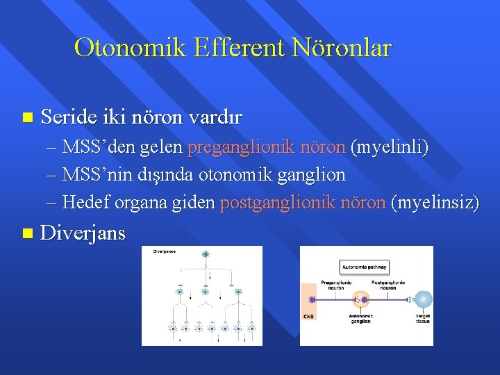 Otonomik Efferent Nöronlar n Seride iki nöron vardır – MSS’den gelen preganglionik nöron (myelinli)