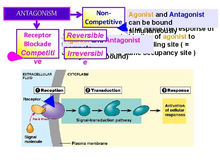 ANTAGONISM Receptor Blockade Competiti ve Antagonist at some Non. Agonist andblock Antagonist point chain