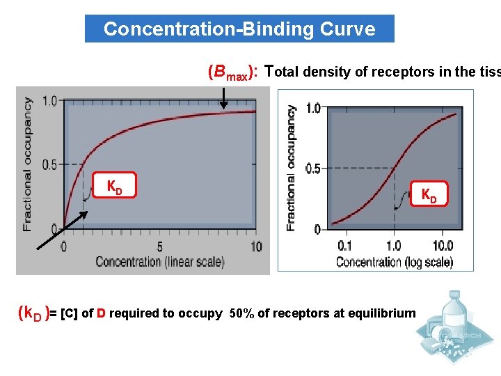 Concentration-Binding Curve (Bmax): Total density of receptors in the tiss KD (k. D )=