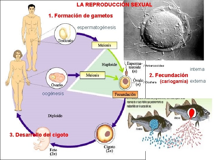 LA REPRODUCCIÓN SEXUAL 1. Formación de gametos espermatogénesis / Anterozoides interna 2. Fecundación /