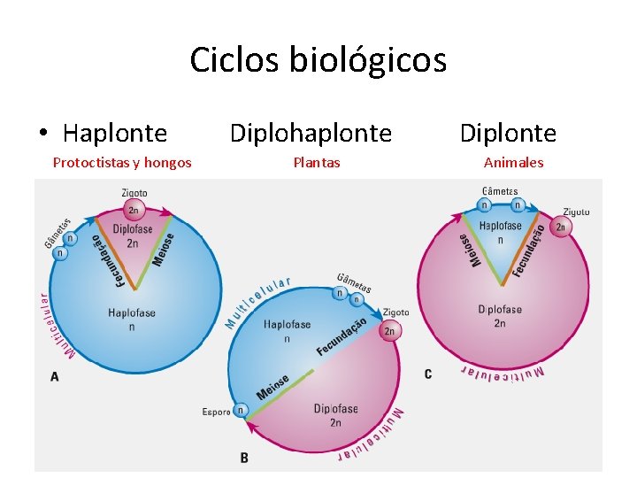 Ciclos biológicos • Haplonte Protoctistas y hongos Diplohaplonte Plantas Diplonte Animales 