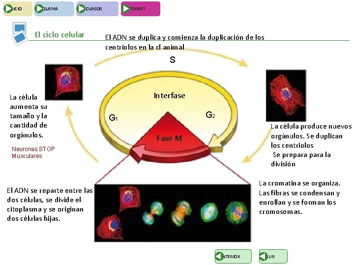 INICIO ESQUEMA RECURSOS El ciclo celular INTERNET El ADN se duplica y comienza la