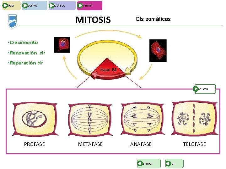 INICIO ESQUEMA RECURSOS INTERNET MITOSIS Cls somáticas • Crecimiento • Renovación clr • Reparación