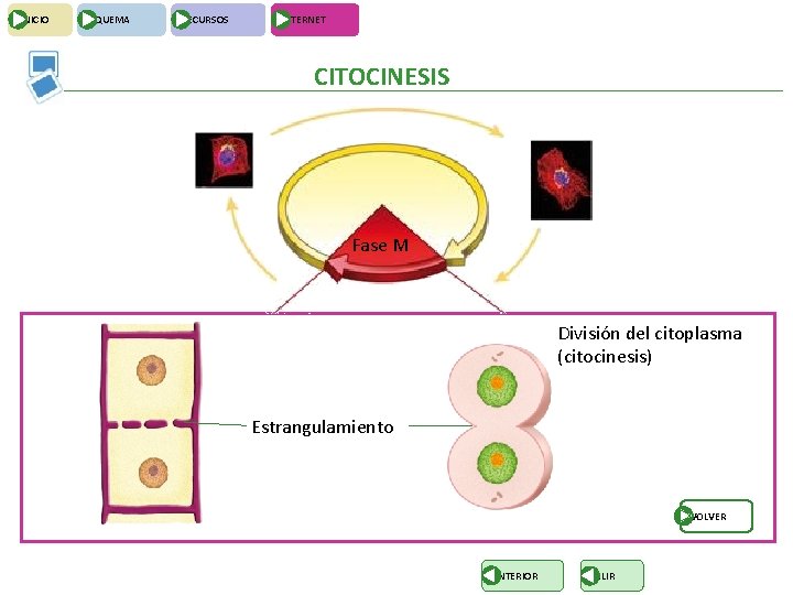 INICIO ESQUEMA RECURSOS INTERNET CITOCINESIS Fase M División del citoplasma (citocinesis) Estrangulamiento VOLVER ANTERIOR