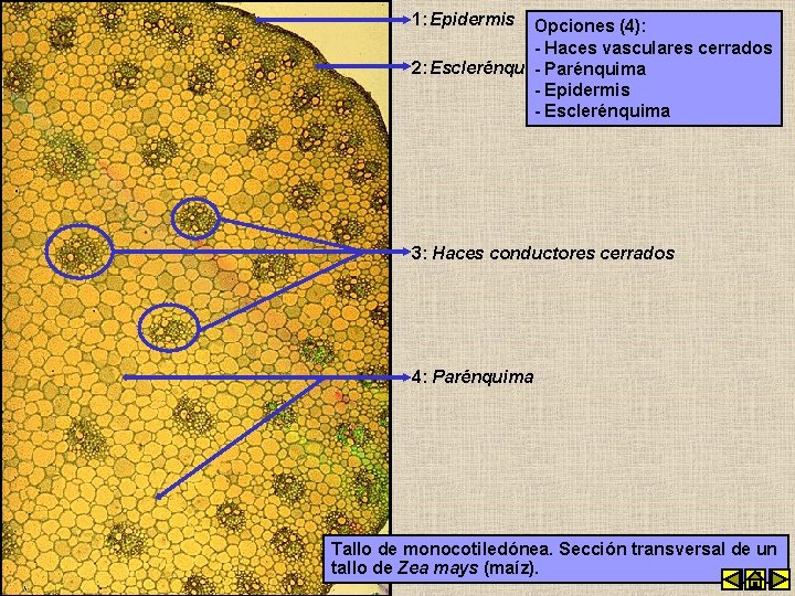 1: Epidermis Opciones (4): - Haces vasculares cerrados 2: Esclerénquima - Parénquima - Epidermis