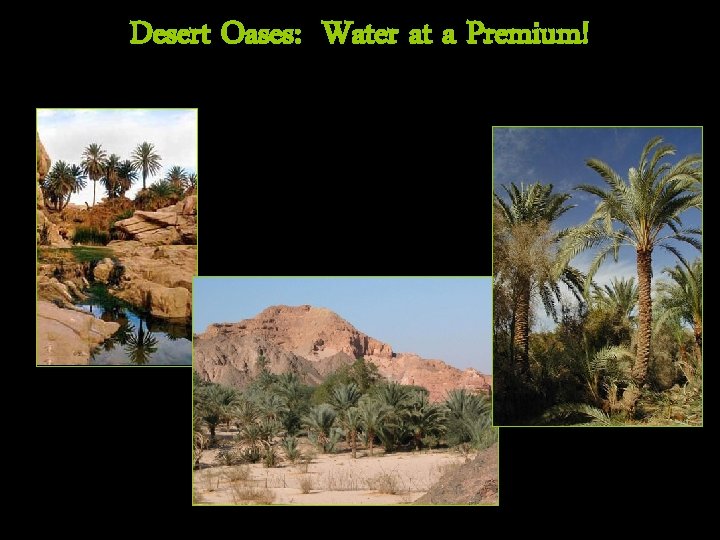 Desert Oases: Water at a Premium! 