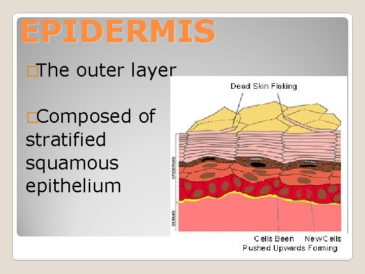 EPIDERMIS �The outer layer �Composed stratified squamous epithelium of 