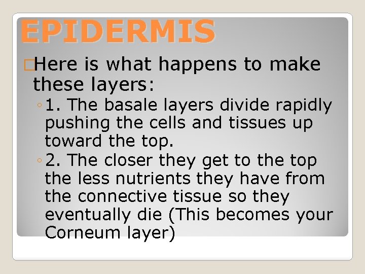 EPIDERMIS �Here is what happens to make these layers: ◦ 1. The basale layers