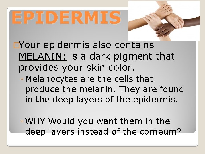EPIDERMIS �Your epidermis also contains MELANIN: is a dark pigment that provides your skin