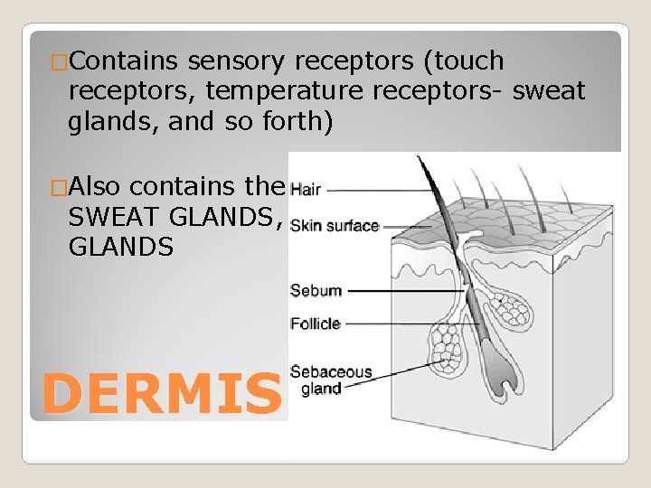 �Contains sensory receptors (touch receptors, temperature receptors- sweat glands, and so forth) �Also contains