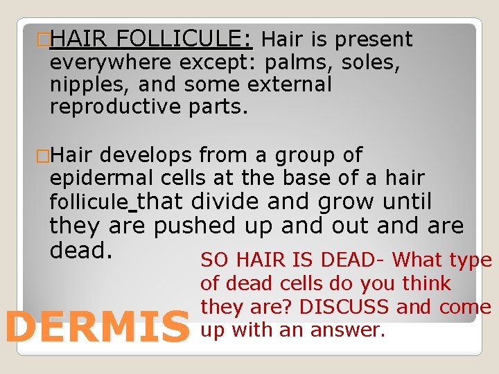 �HAIR FOLLICULE: Hair is present everywhere except: palms, soles, nipples, and some external reproductive